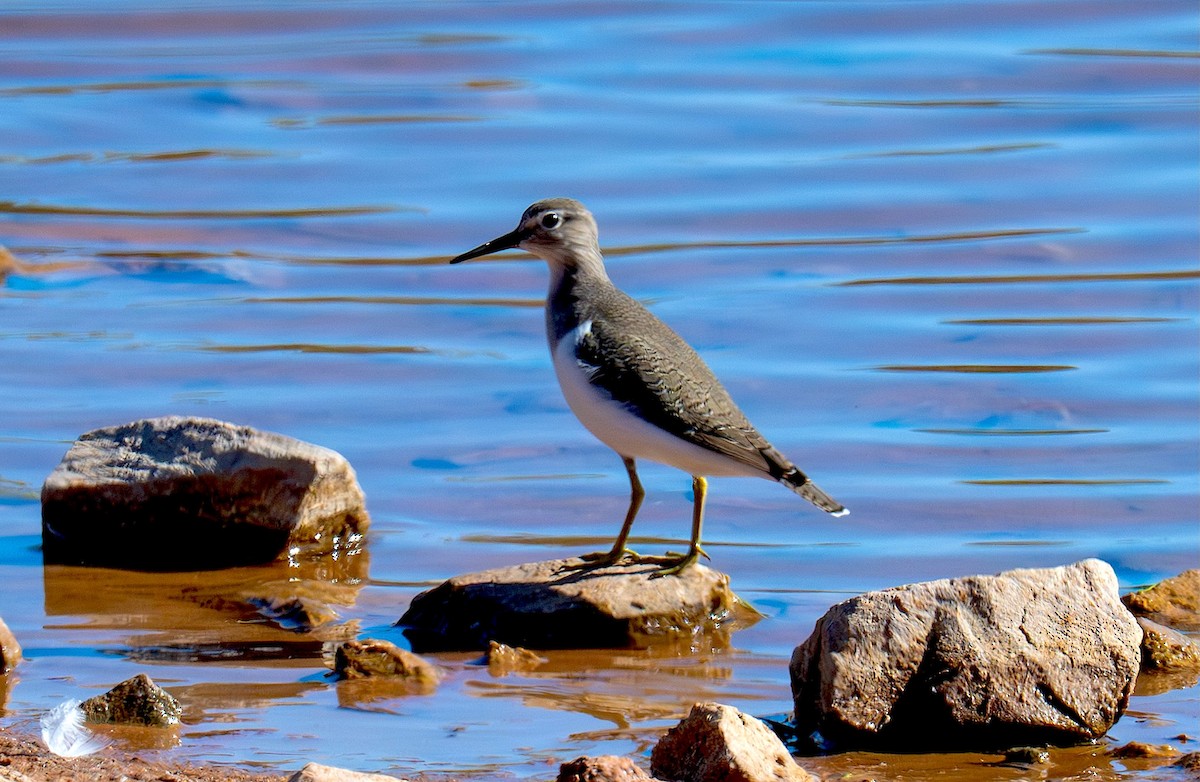 Common Sandpiper - ML645252484