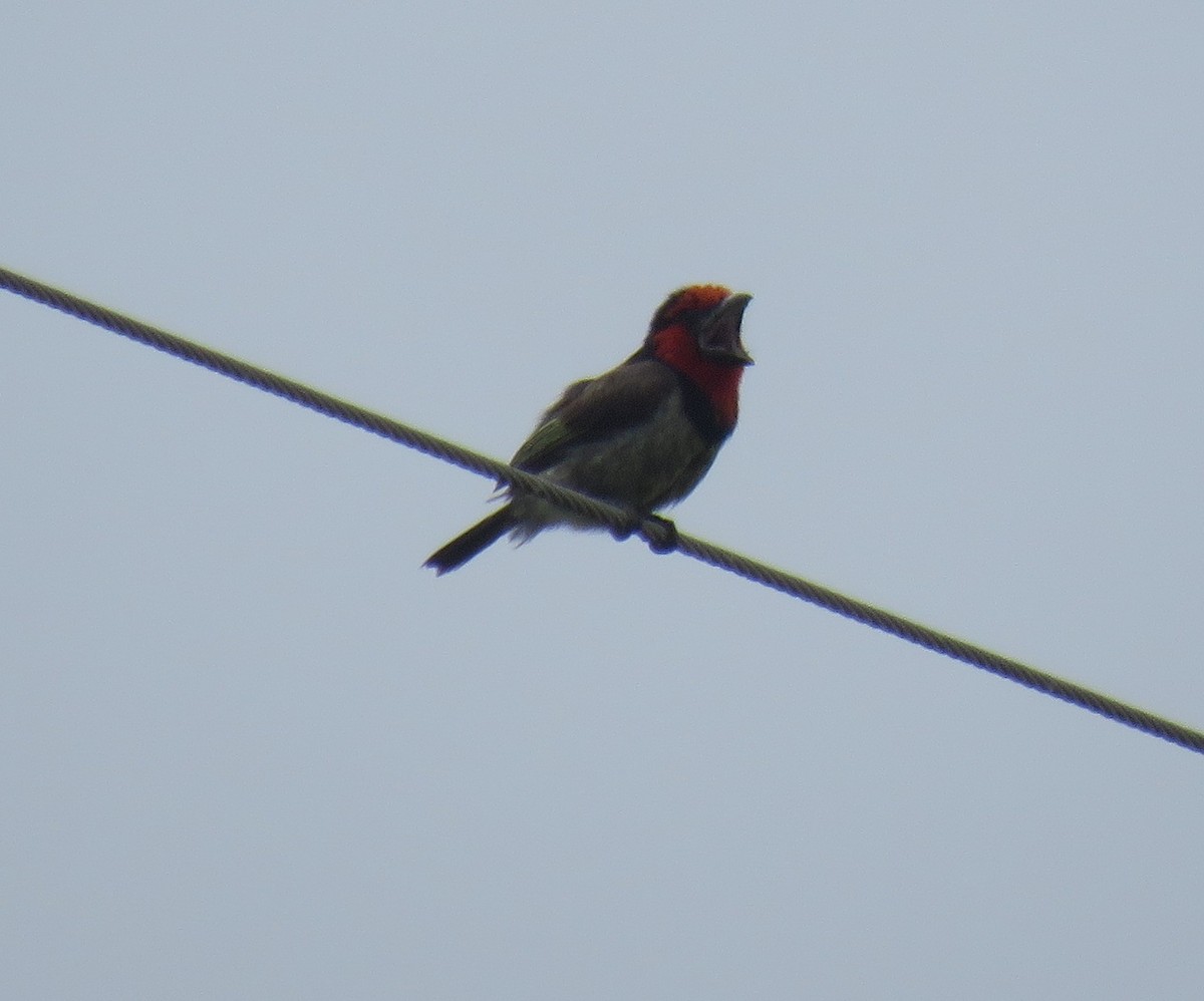 Black-collared Barbet - ML645252486