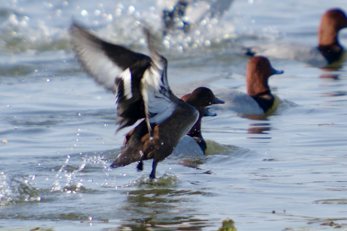 Common Pochard x Ferruginous Duck (hybrid) - ML645252487