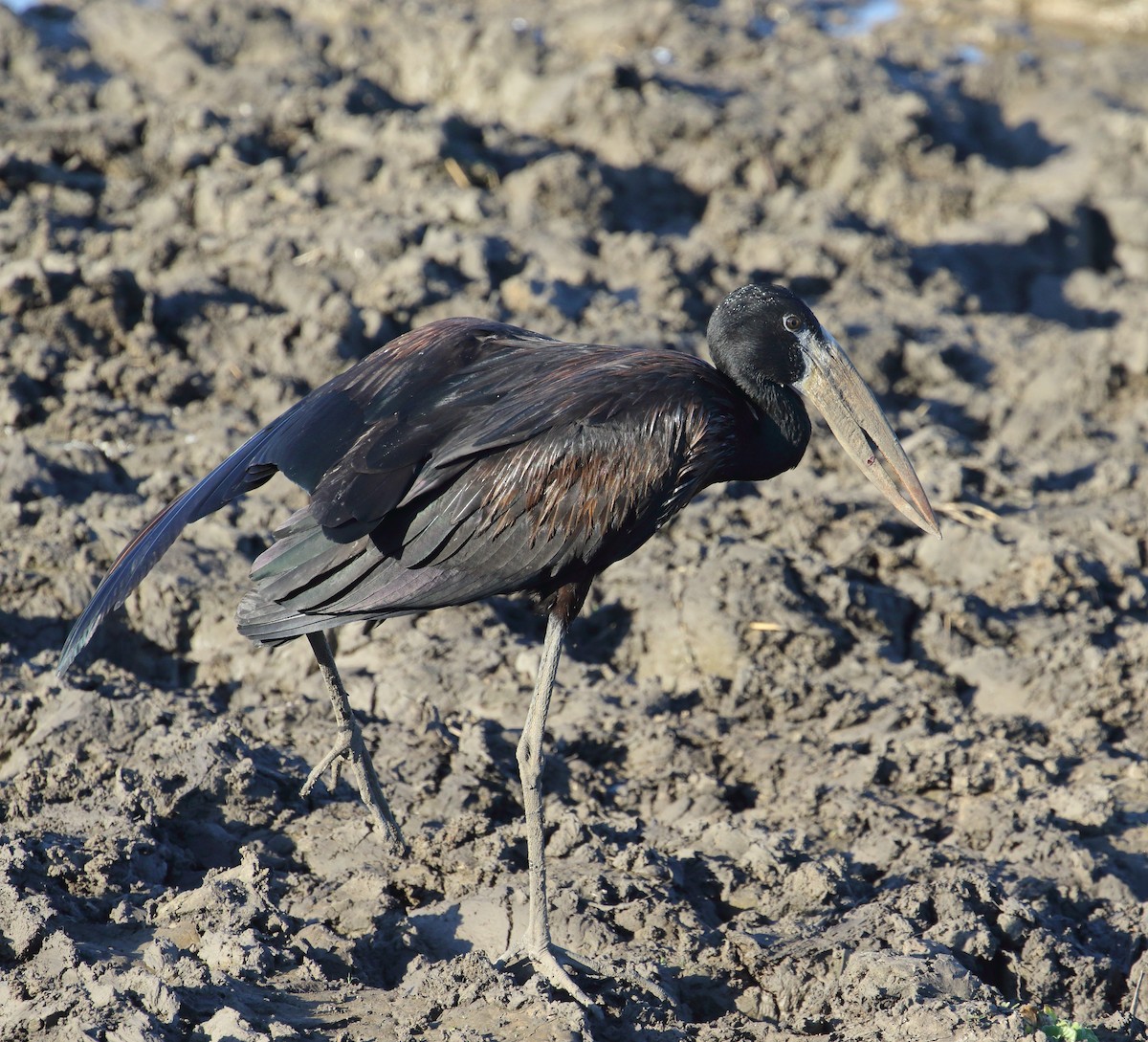 African Openbill - ML645252488