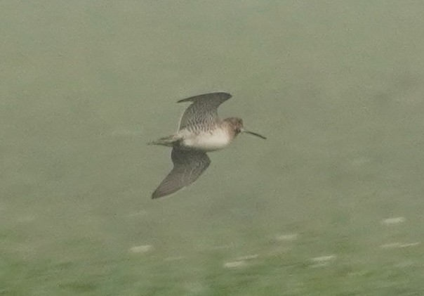 ハリオシギ - ML645252489