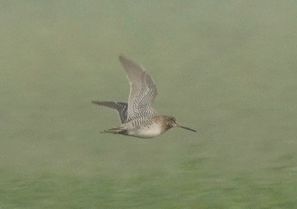 ハリオシギ - ML645252490