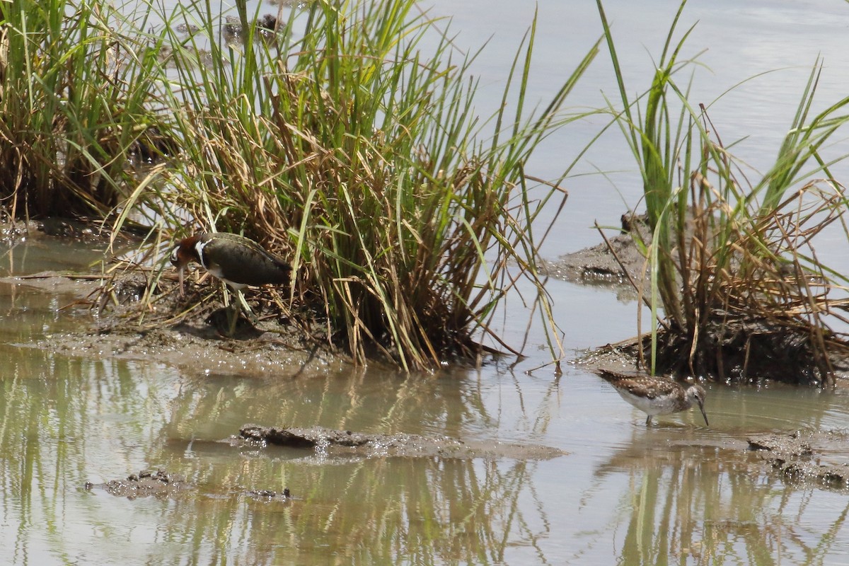 タカブシギ - ML645252496