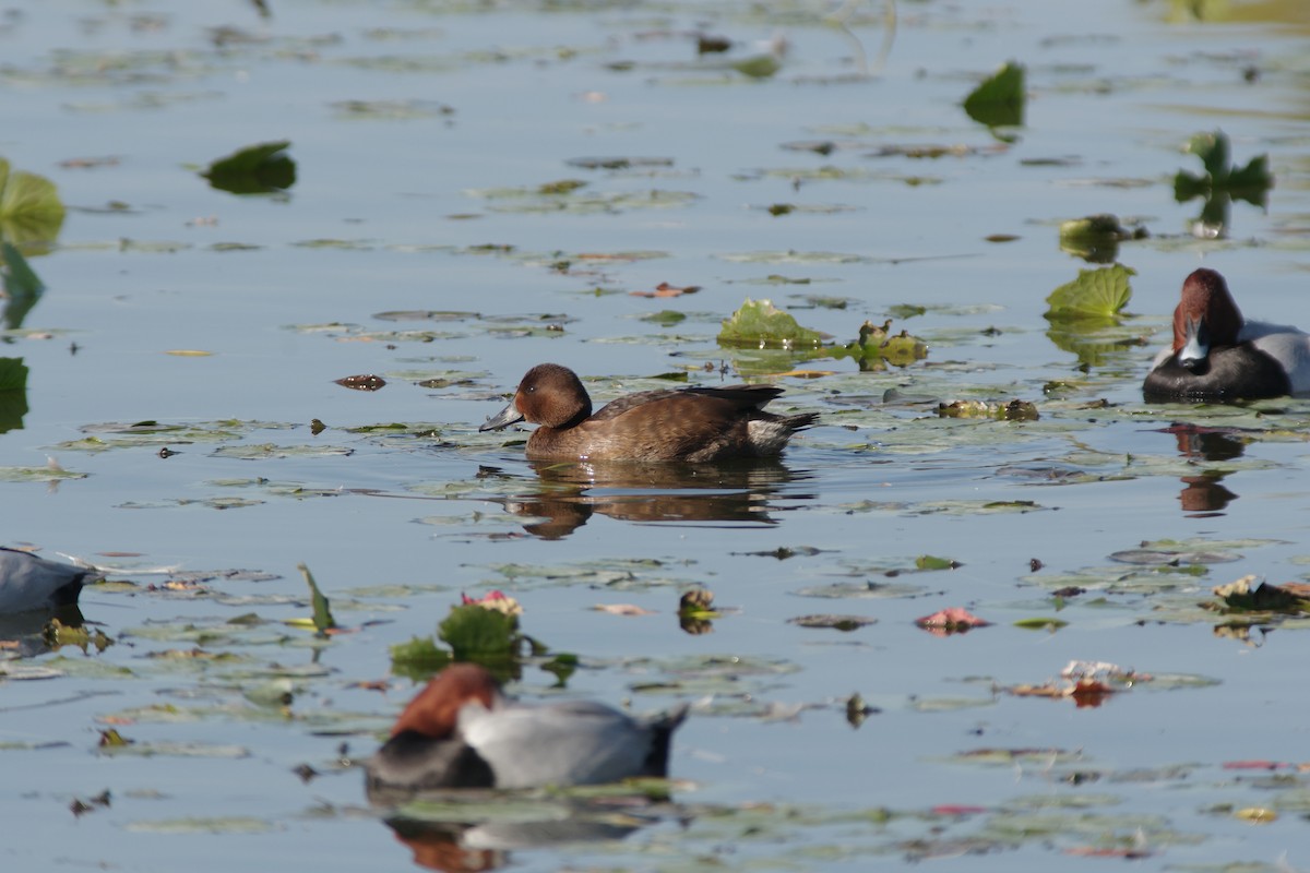 Common Pochard x Ferruginous Duck (hybrid) - ML645252503
