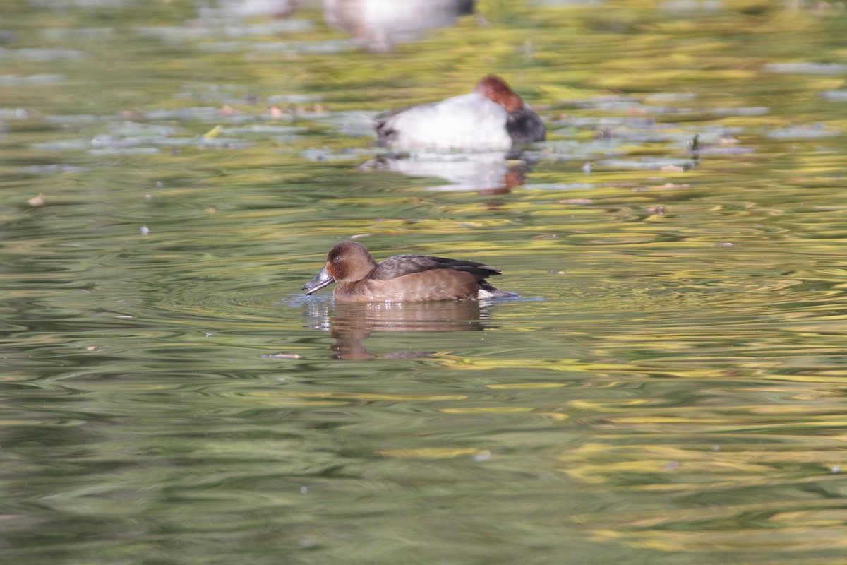 Common Pochard x Ferruginous Duck (hybrid) - ML645252504