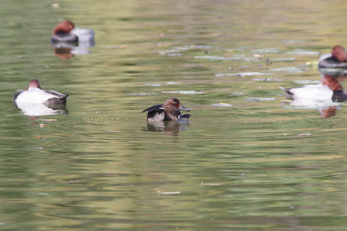 Common Pochard x Ferruginous Duck (hybrid) - ML645252505