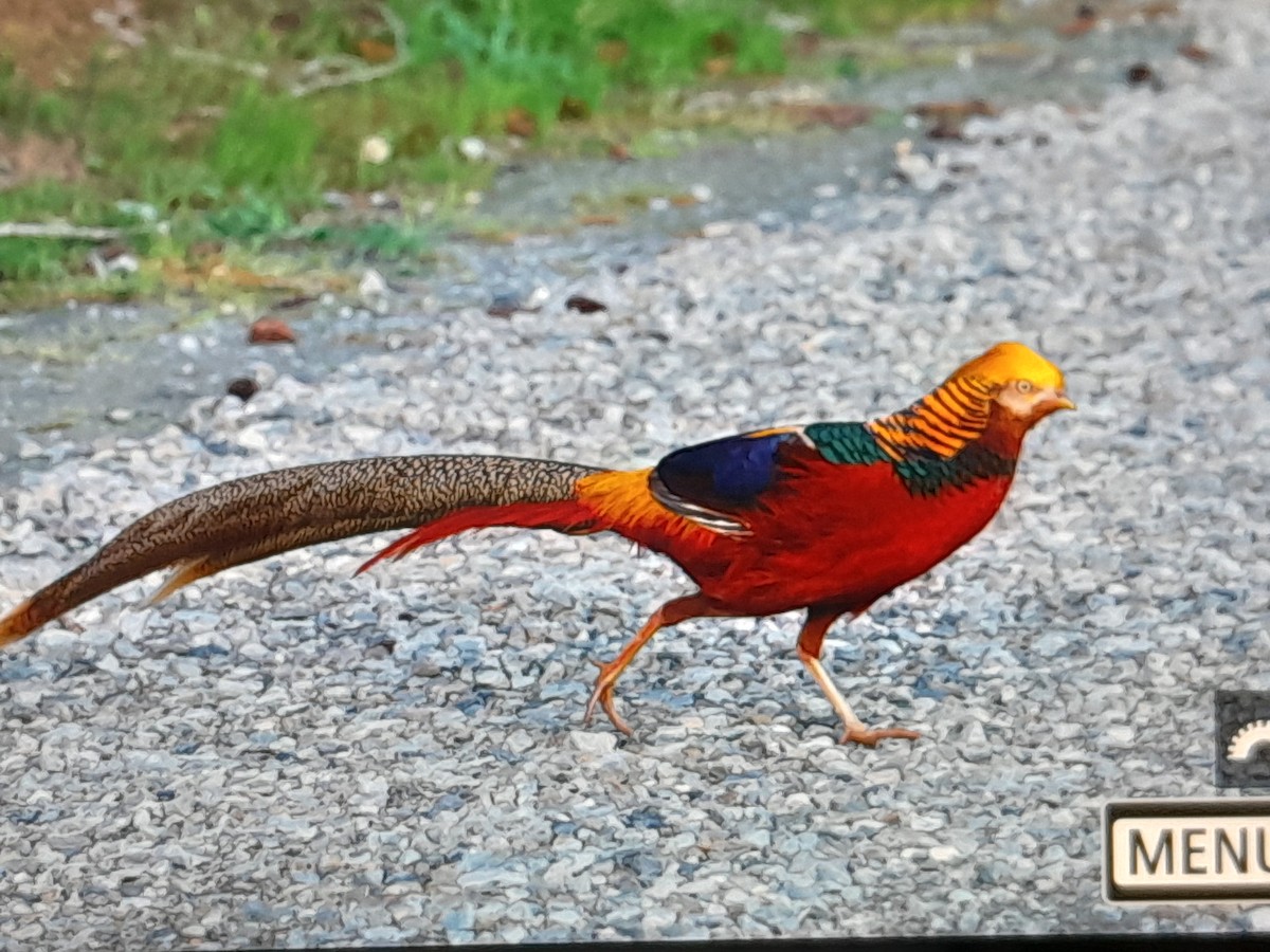 bažant zlatý - ML645252507