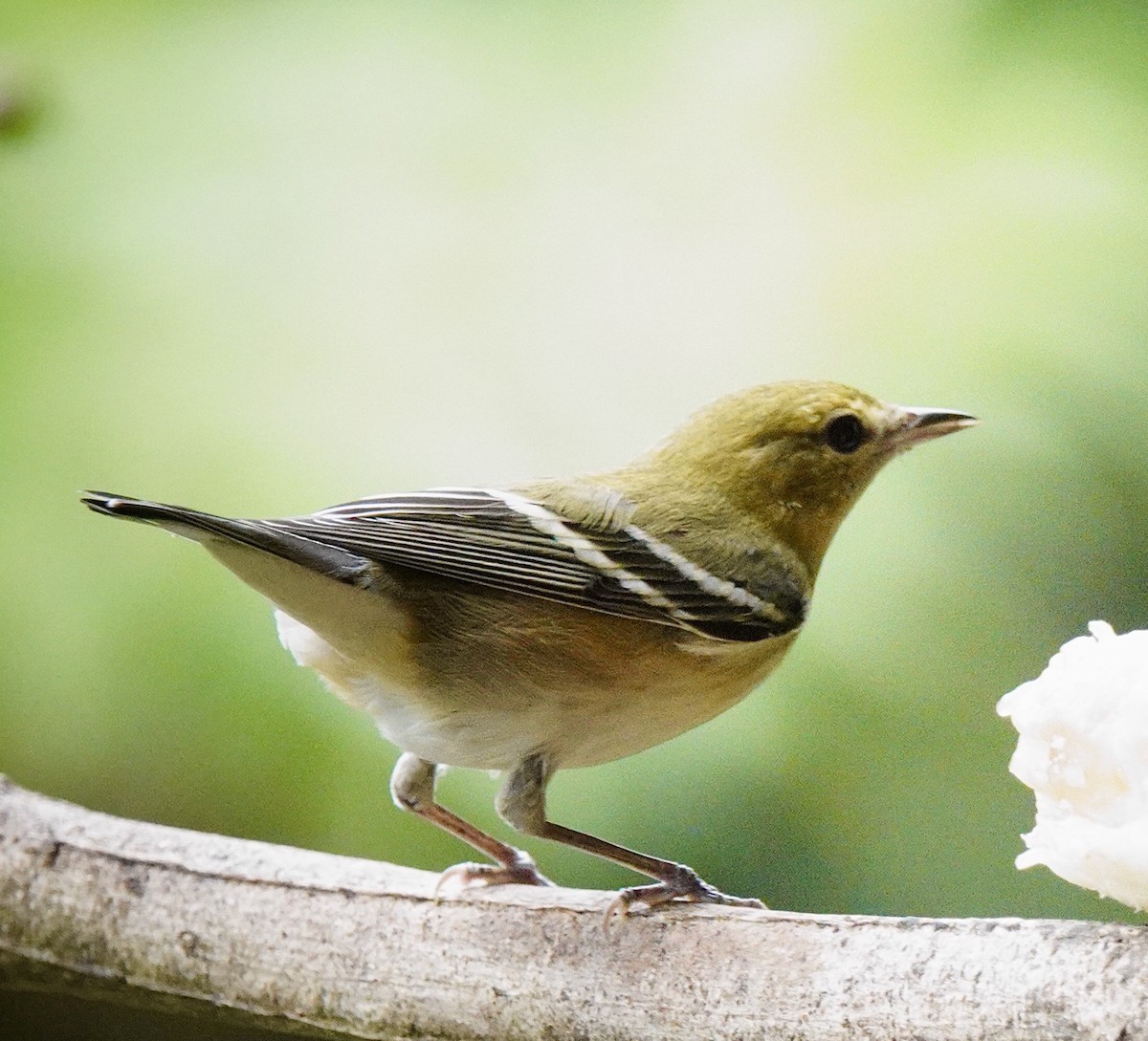 Пісняр-лісовик каштановий - ML645252522