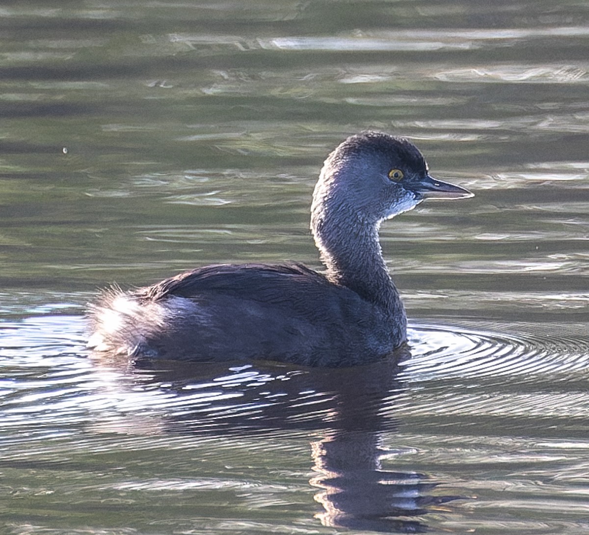 Amerika Küçük Batağanı - ML645252523