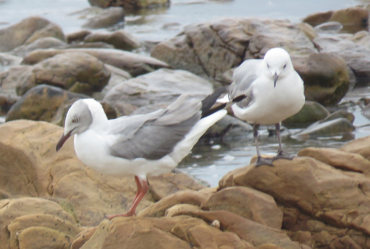 Gray-hooded Gull - ML645252528