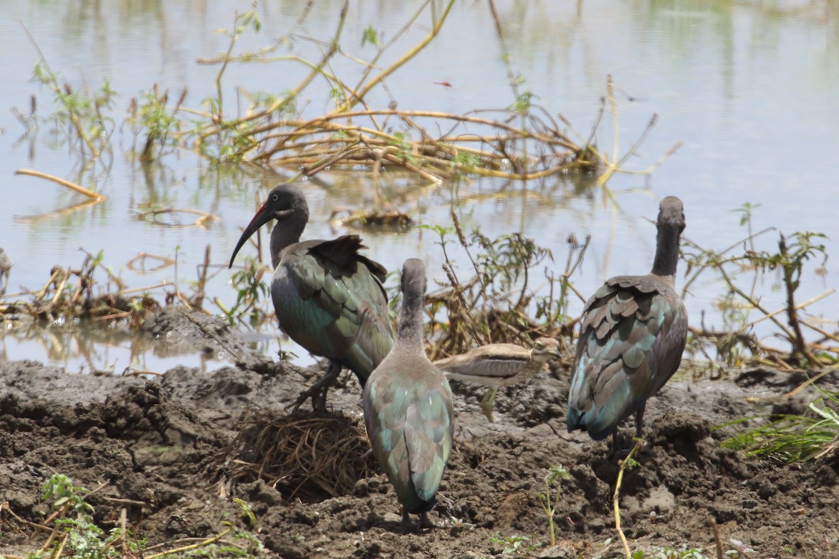 Hadada Ibis - ML645252529