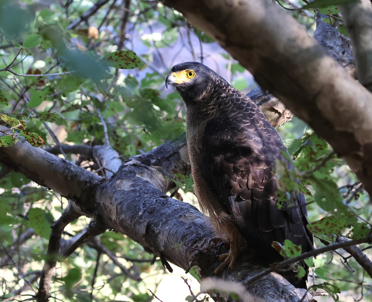 Crested Serpent-Eagle - ML645252533