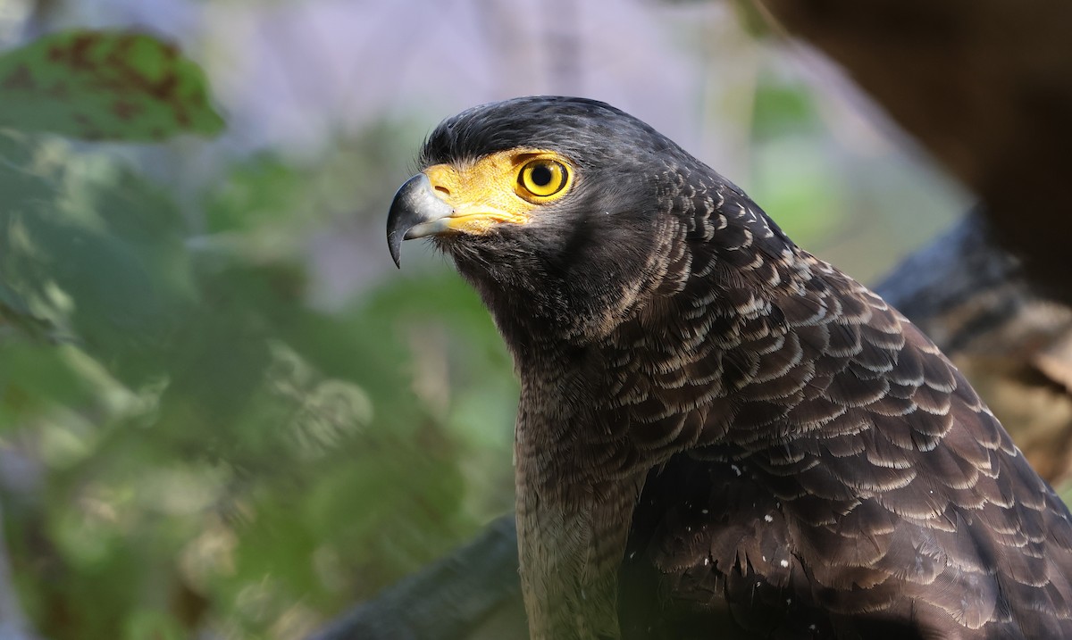 Crested Serpent-Eagle - ML645252534