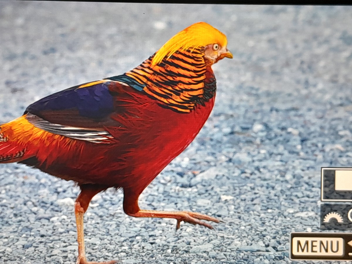 bažant zlatý - ML645252535