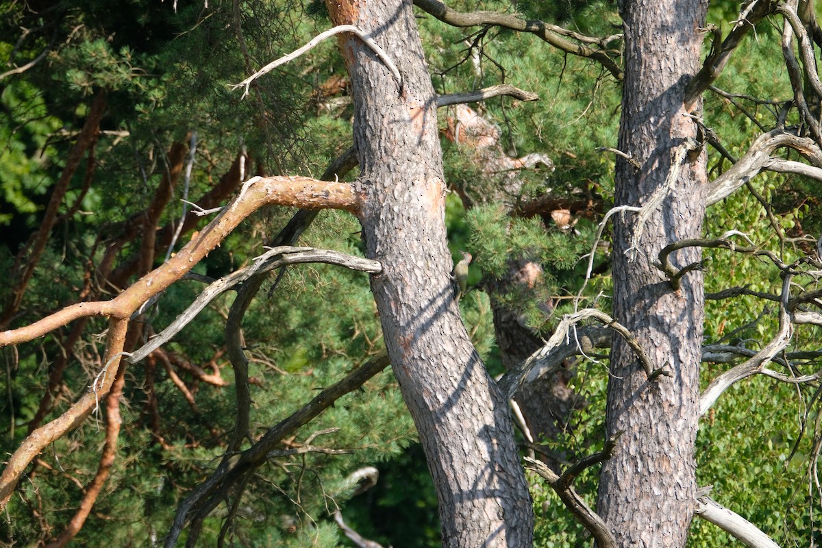 žluna zelená - ML645252536