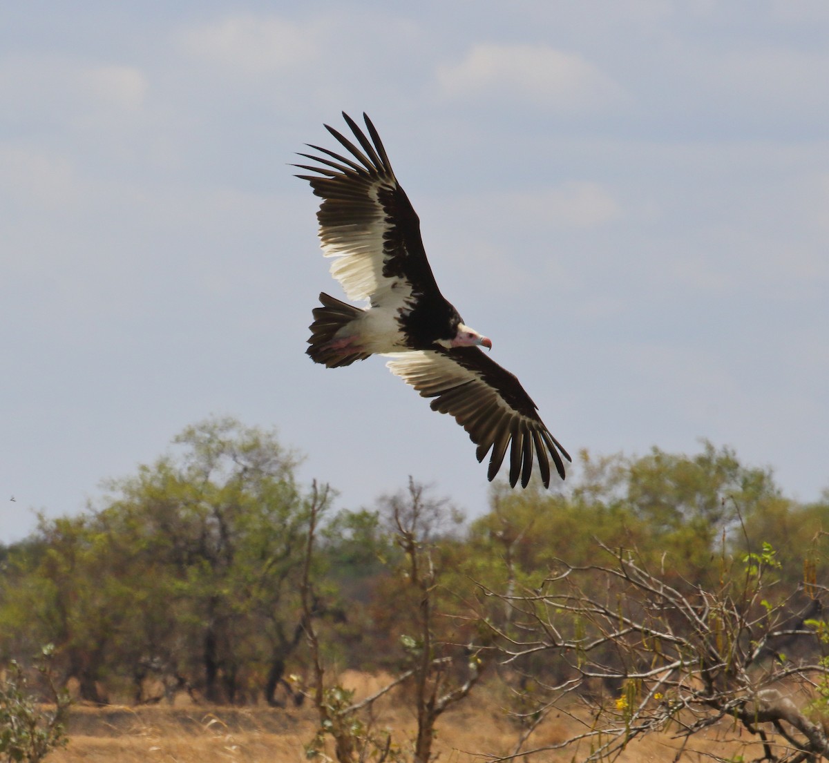 White-headed Vulture - ML645252540