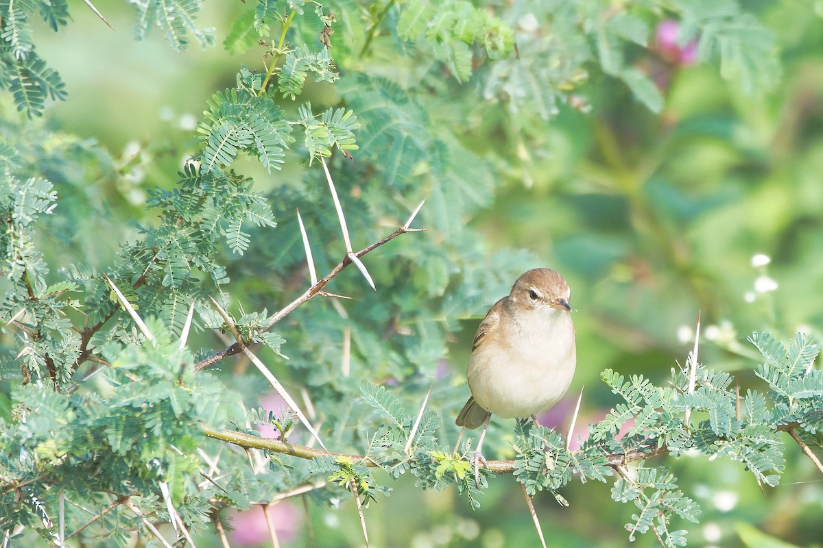 Sykes's Warbler - ML645252553