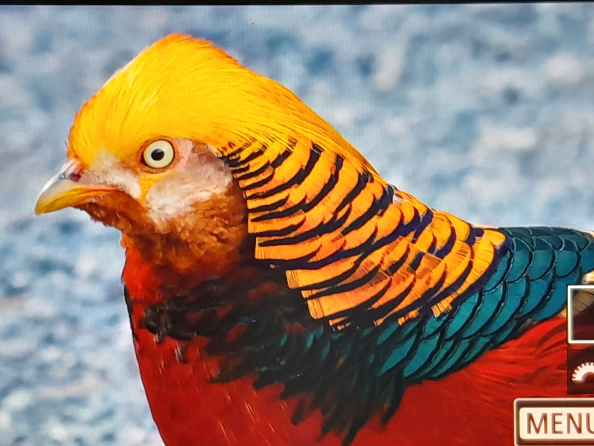 bažant zlatý - ML645252557