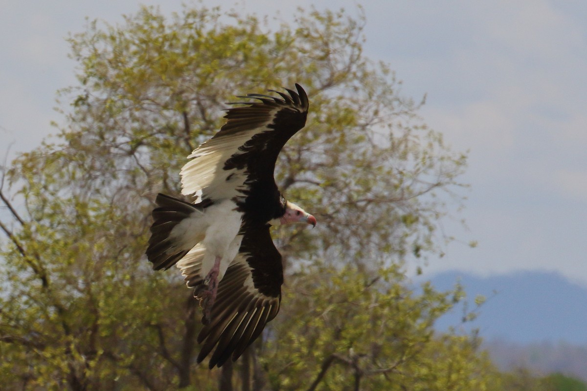 White-headed Vulture - ML645252559