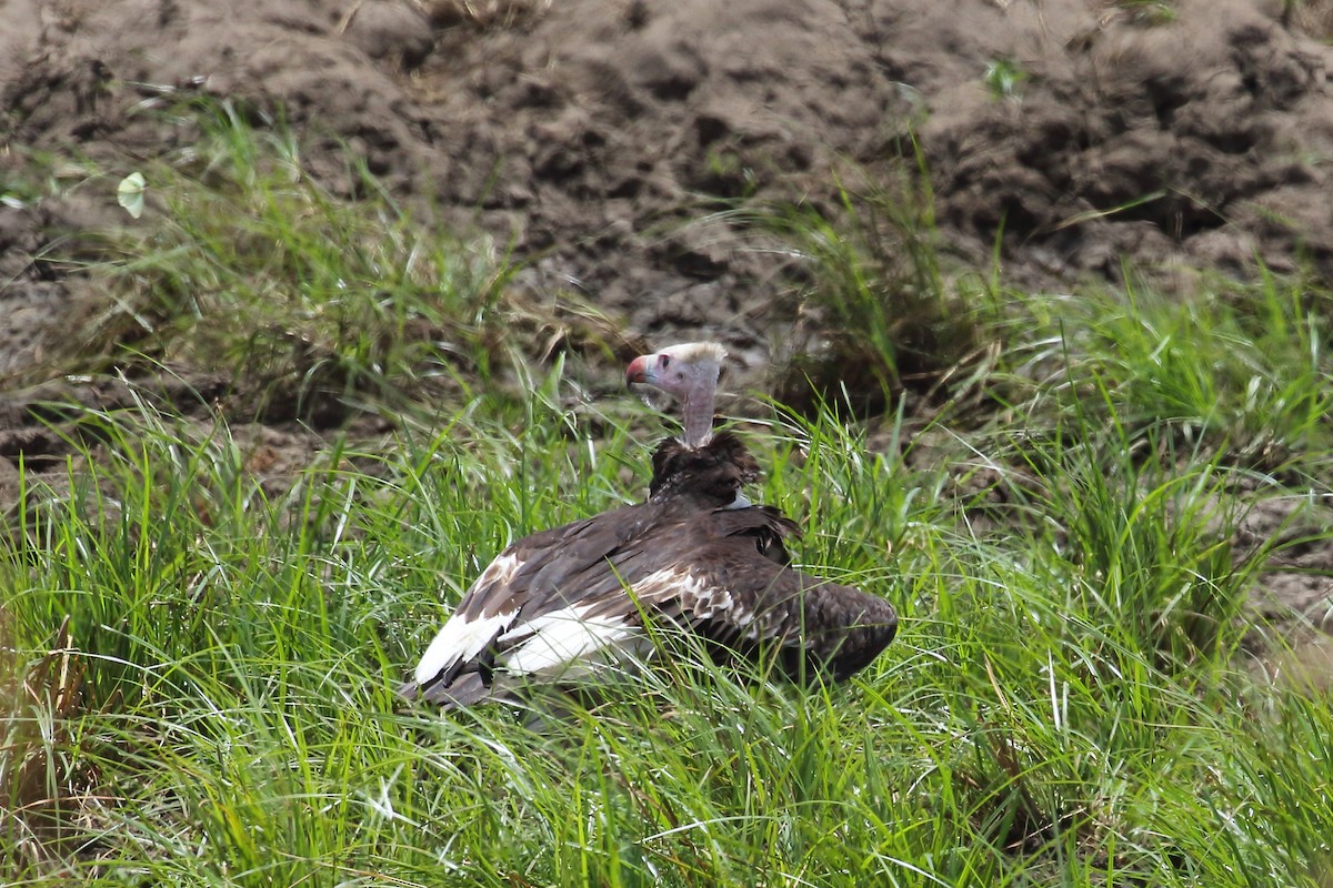 White-headed Vulture - ML645252560