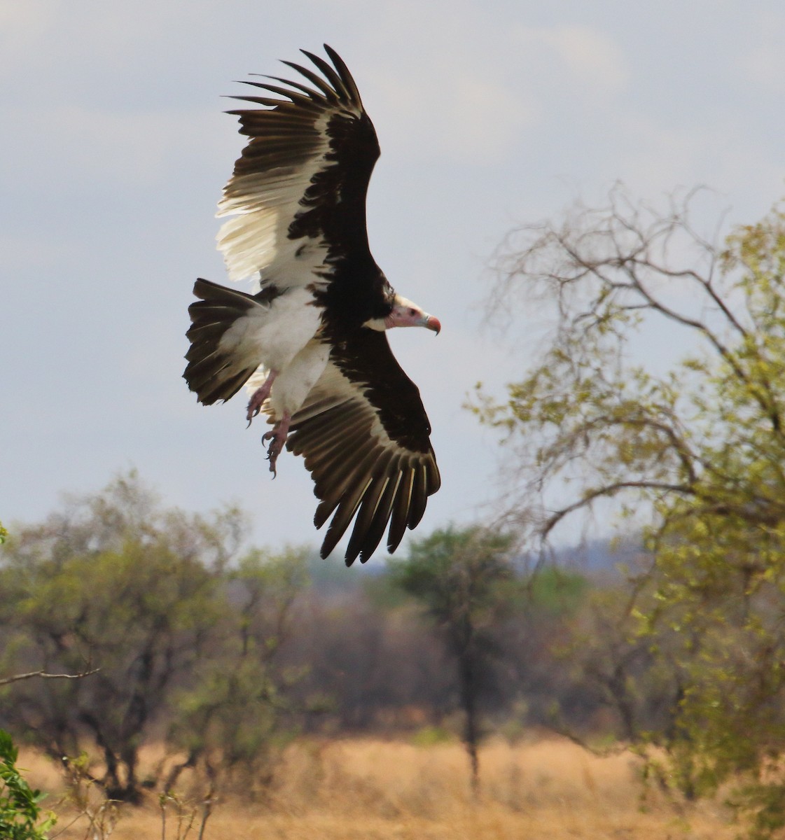 White-headed Vulture - ML645252561