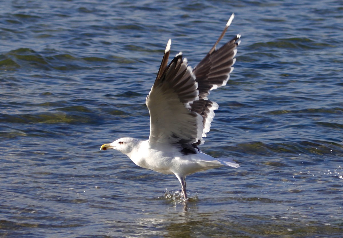 Great Black-backed Gull - ML645252565