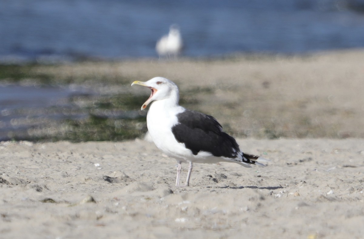 Great Black-backed Gull - ML645252566