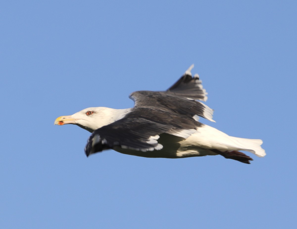Great Black-backed Gull - ML645252567
