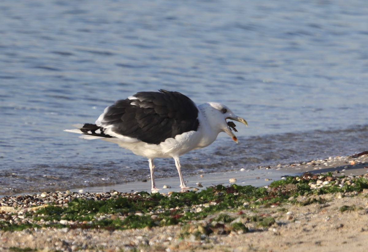 Great Black-backed Gull - ML645252568