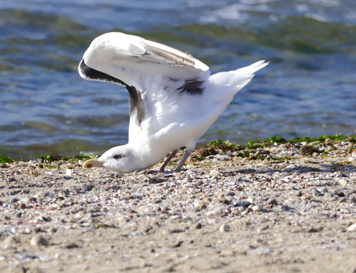 Great Black-backed Gull - ML645252569