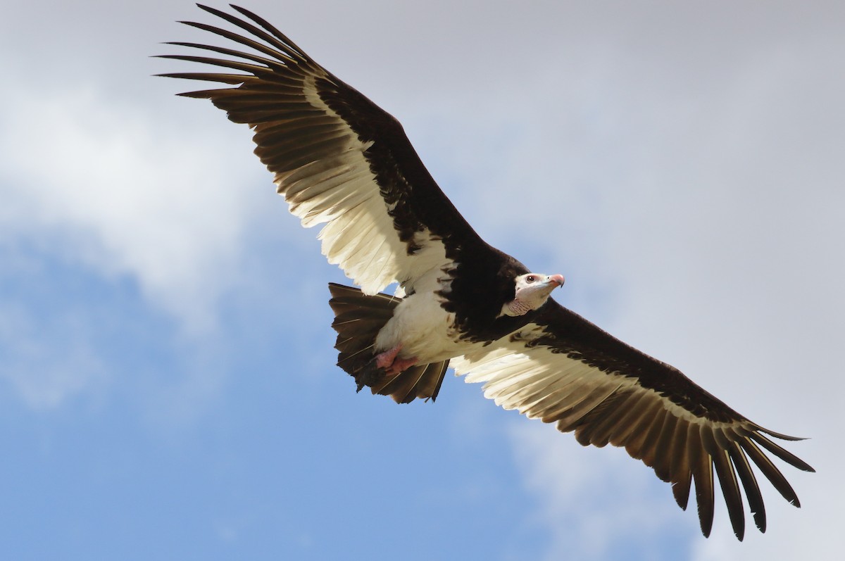 White-headed Vulture - ML645252575