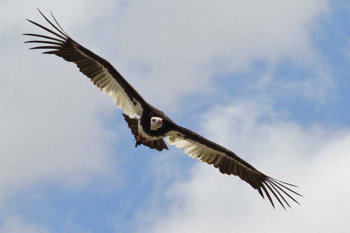 White-headed Vulture - ML645252576