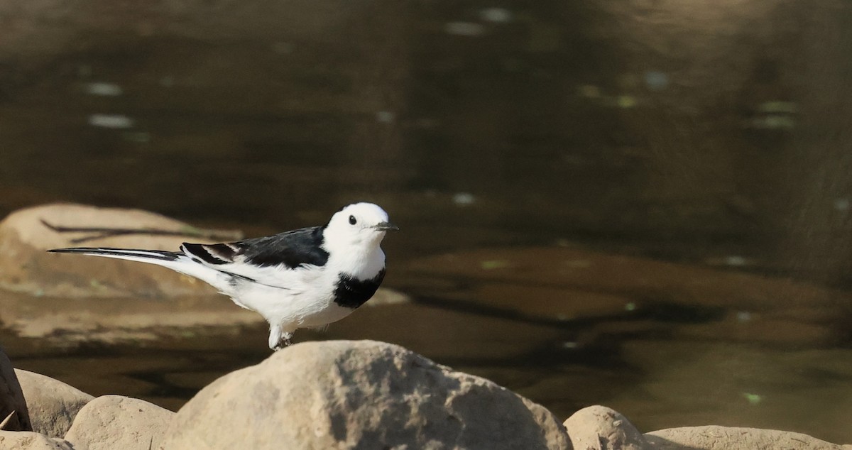 konipas bílý (ssp. alba/dukhunensis/baicalensis) - ML645252577
