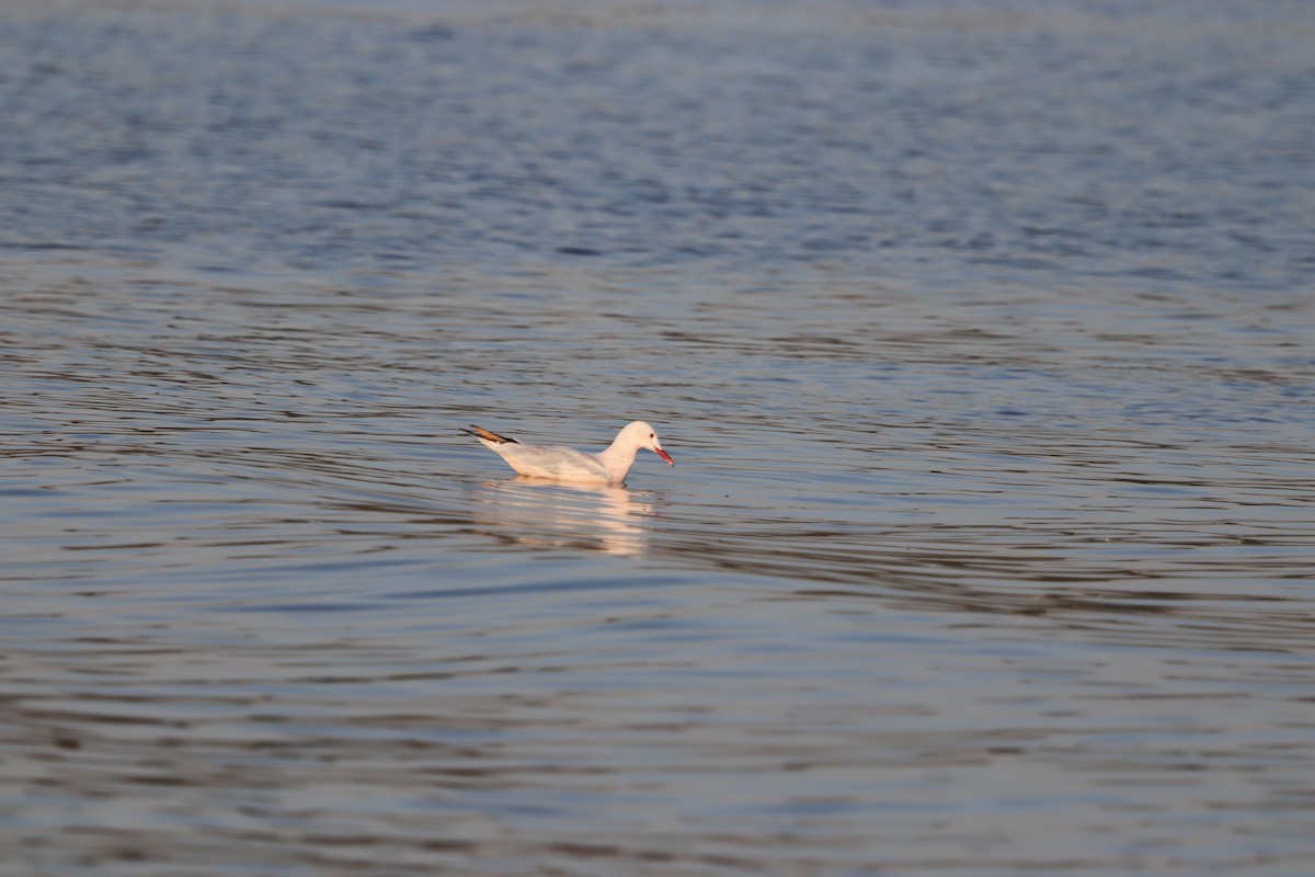 Slender-billed Gull - ML645252581