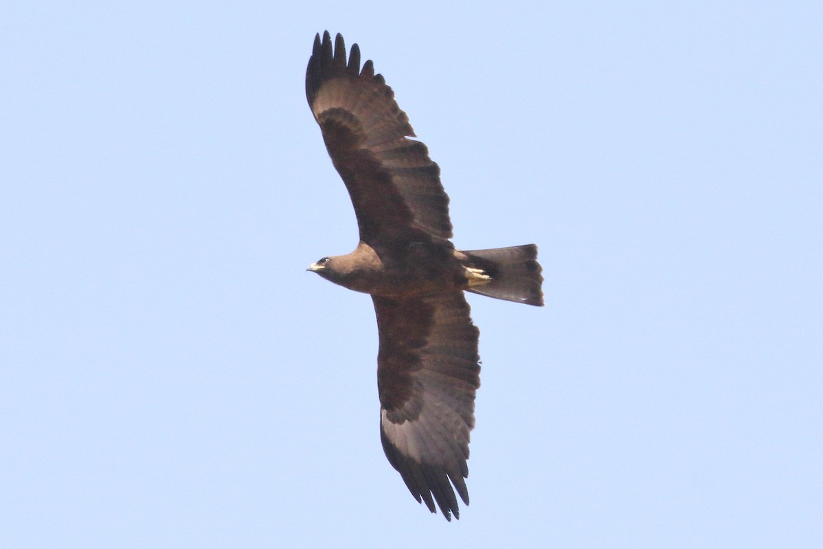 Wahlberg's Eagle - ML645252584