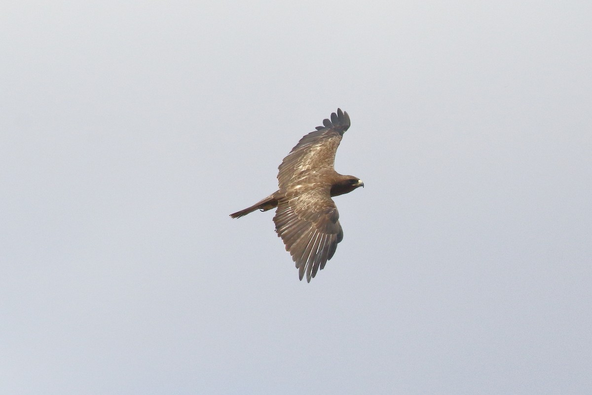 Wahlberg's Eagle - ML645252585