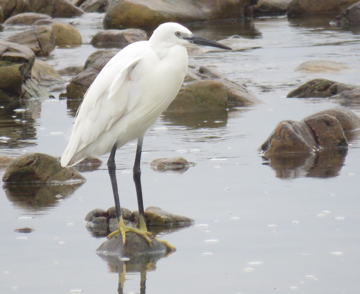 Little Egret (Western) - ML645252587