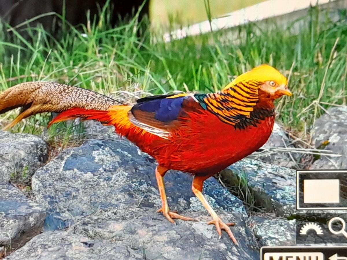 bažant zlatý - ML645252588