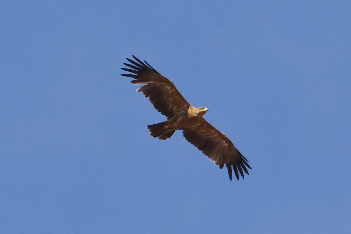 Tawny Eagle - ML645252589