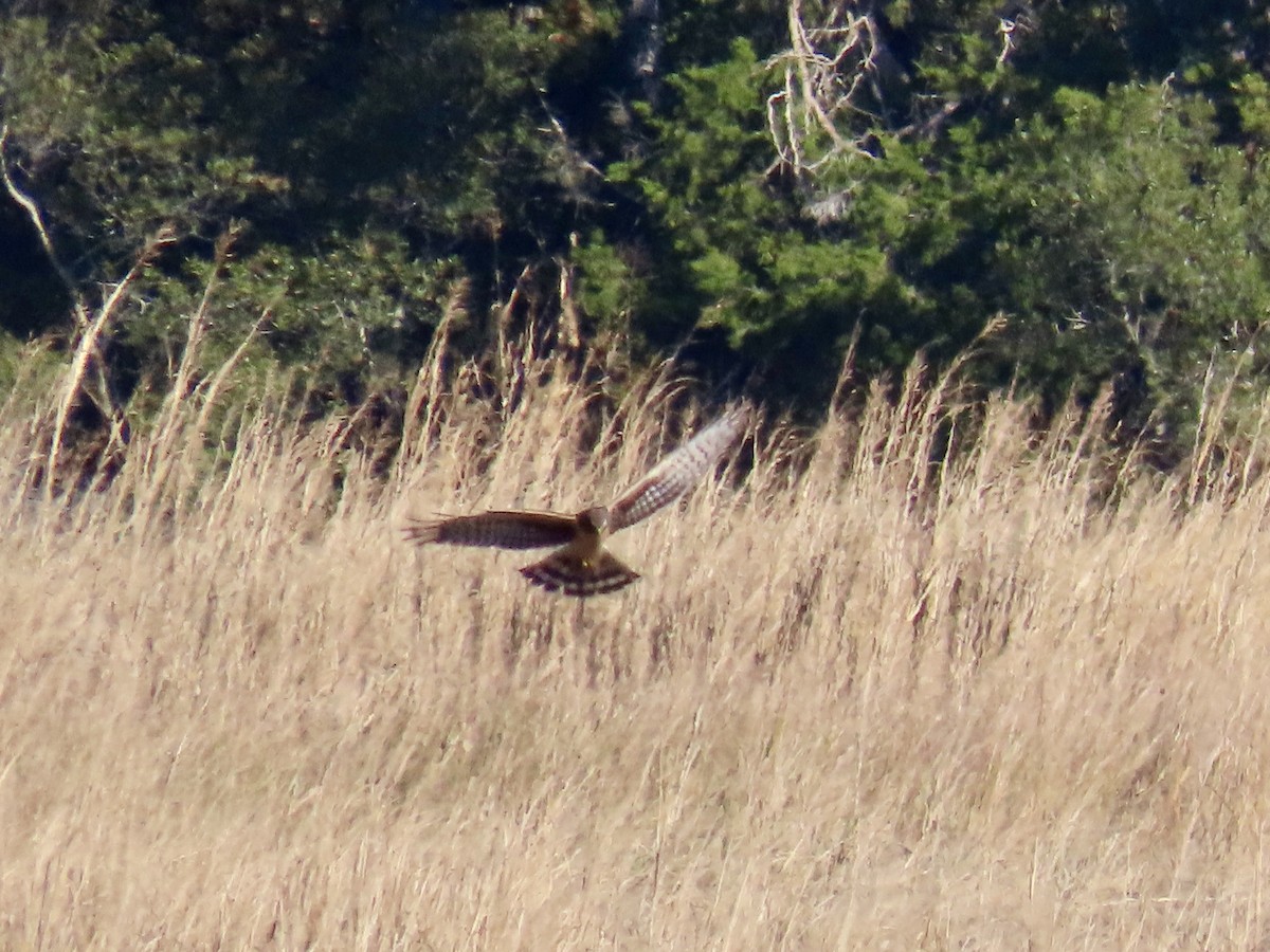 Лунь американський - ML645252590