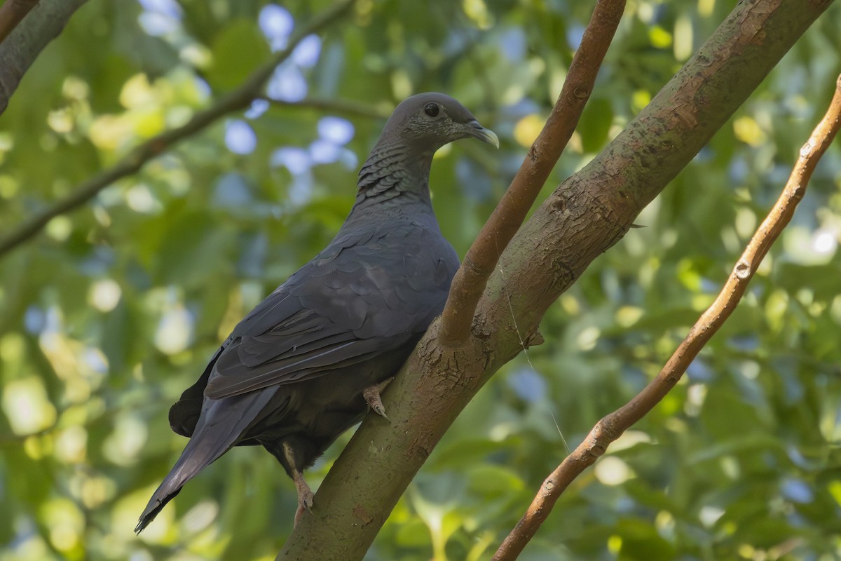 Black Wood-Pigeon - ML645252609