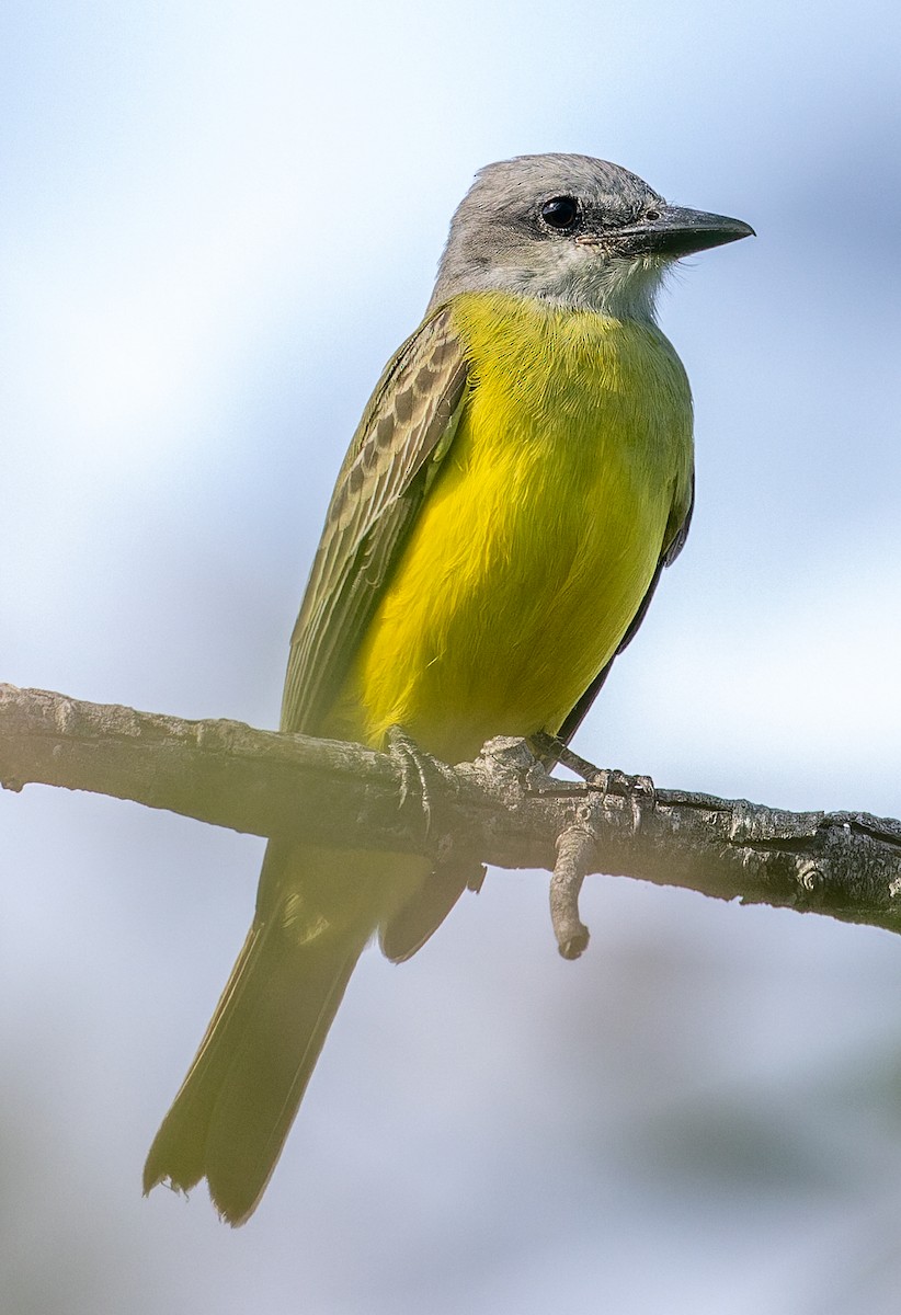 Тиран техаський - ML645252610