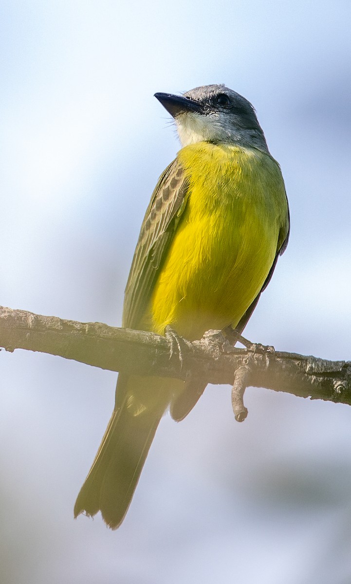 Тиран техаський - ML645252611