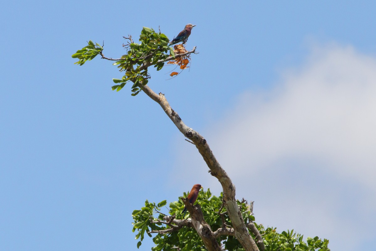 Широкорот африканський - ML645252612