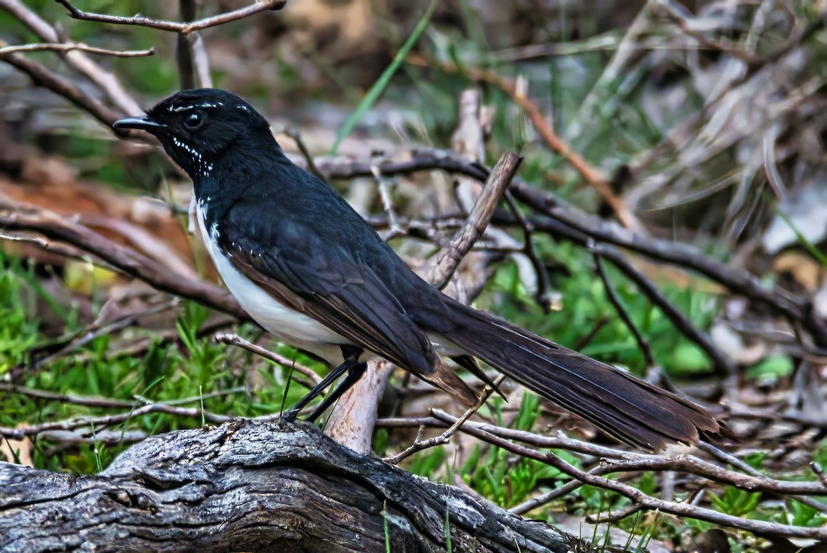 Віялохвістка чорноряба - ML645252613