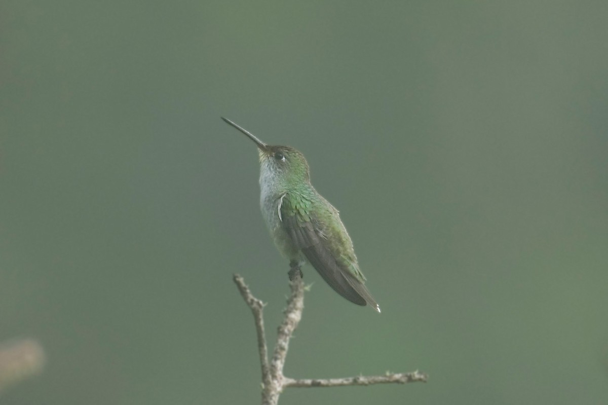 White-bellied Hummingbird - ML645252619