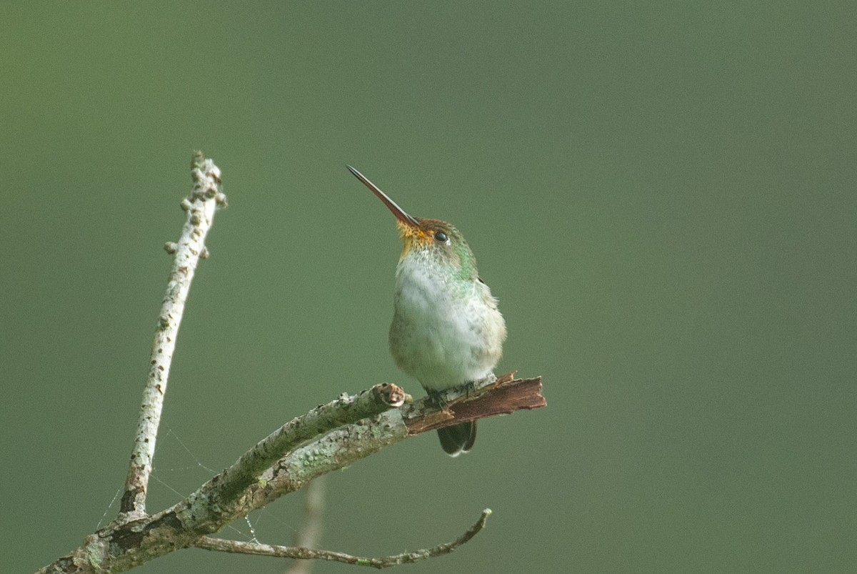 White-bellied Hummingbird - ML645252620