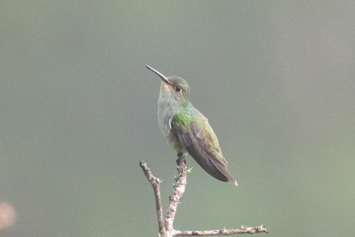 White-bellied Hummingbird - ML645252621
