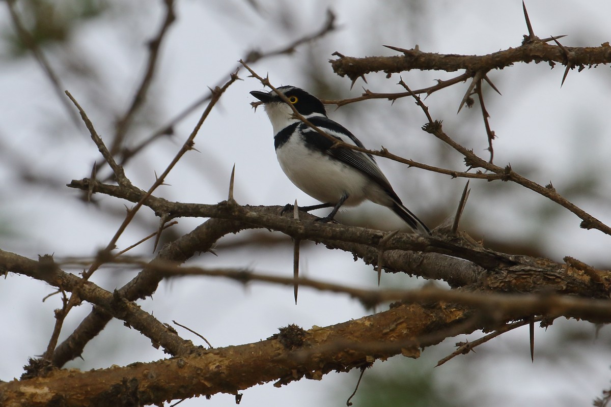 Приріт білобокий - ML645252622