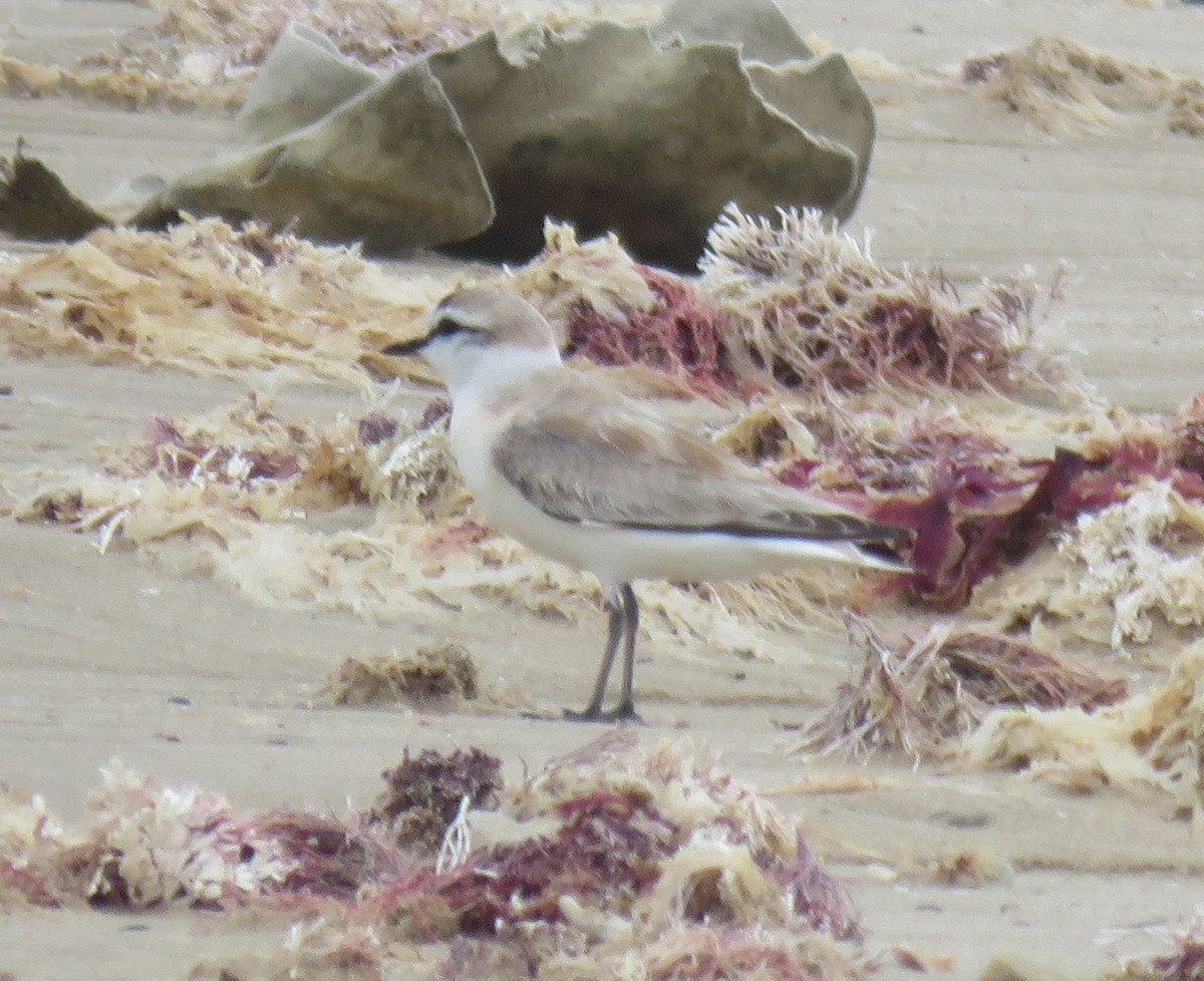 Пісочник білолобий - ML645252627